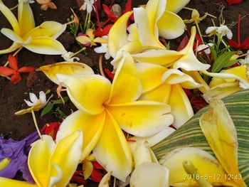 Close-up of yellow flowers