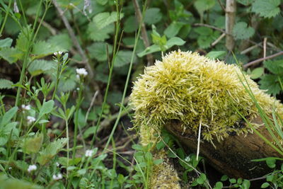 Close-up of plant