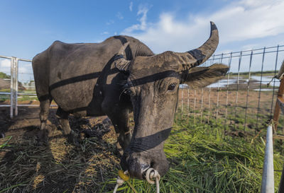 Close-up of cow standing on field against sky