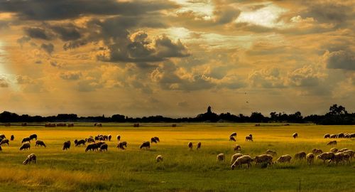 Flock of sheep grazing on meadow against cloudy sky