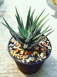 High angle view of succulent plant