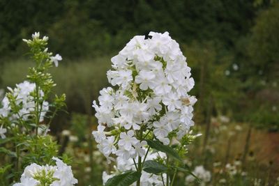 Close-up of white flowers