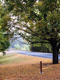 Trees in park during autumn