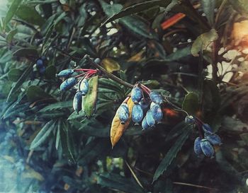 Close-up of insect on tree