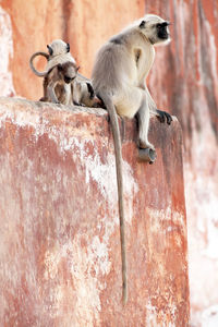 Langur family sitting on wall at jaigarh fort