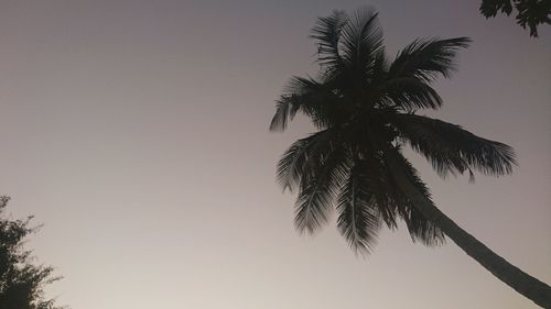 Low angle view of palm trees