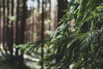 Branch of fir tree against background of forest. dramatic background. seasonal natural background