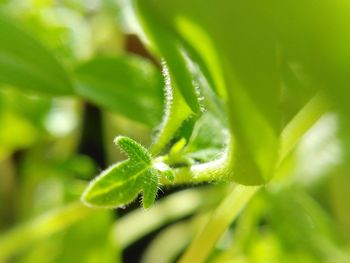 Close-up of green leaf