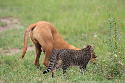 Side view of a cat on field