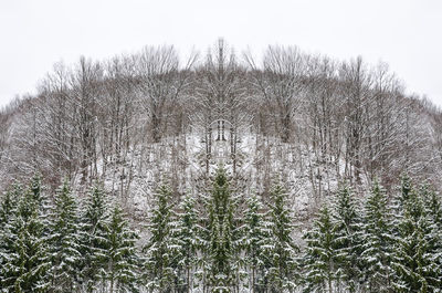 Snow covered land and trees against sky