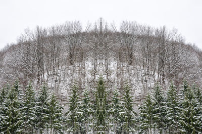 Snow covered land and trees against sky