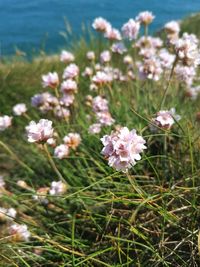 Close-up of flowering plant on field