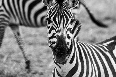 A portrait of zebra tanzania