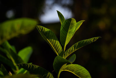 Close-up of leaves