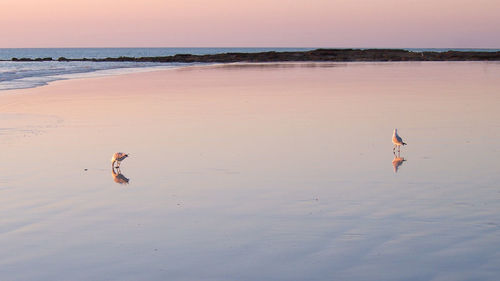 Seagulls on shore at beach