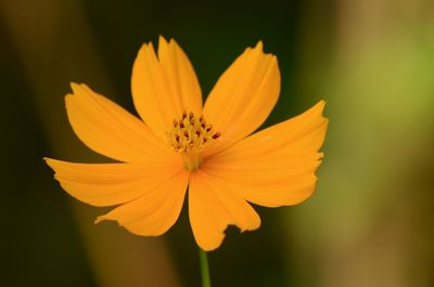 Close-up of yellow flower