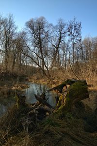 Bare trees on field against lake in forest