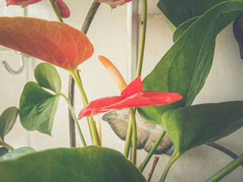 Close-up of red leaves on plant