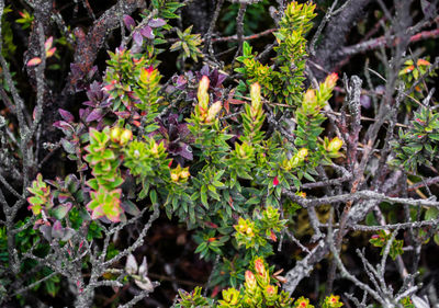 Close-up of leaves