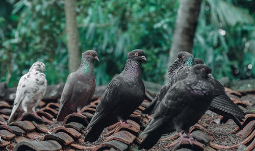 Flock of birds perching on land