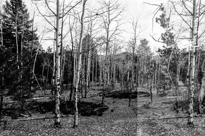 Bare trees in forest against sky