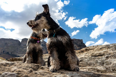 View of dog on rock against sky