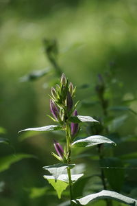 Close-up of plant growing outdoors