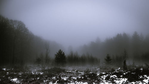Trees on field against sky during winter