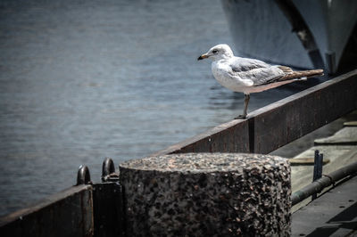 Bird perching on pier