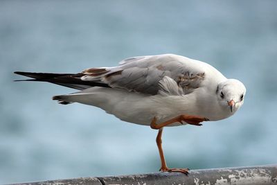 Close-up side view of a seagull against blurred background