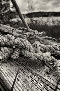 Close-up of wooden logs