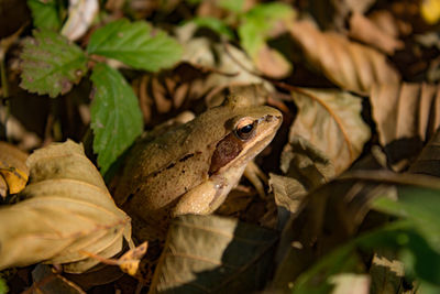 Close-up of a frog on leaves