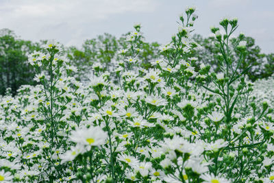 White flowering plants on field