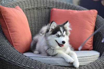 Portrait of dog sitting on sofa at home