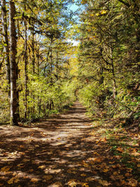 Footpath amidst trees in forest during autumn