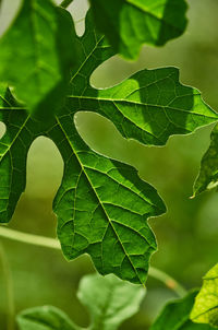 Close-up of green leaves