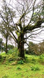 Trees on grassy field