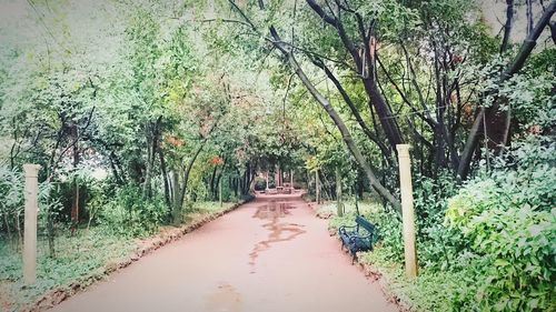 Road amidst trees against sky