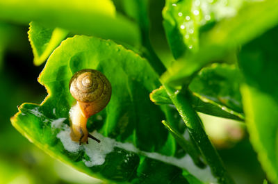 Close-up of snail on leaf