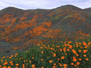 Scenic view of flowering plants on field against orange sky