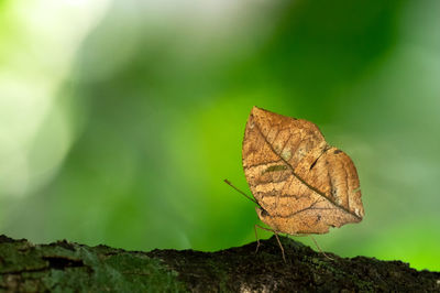 Beautiful kallima inachus butterfly brown dry leaves pattern perched on a branch. orange oakleaf.