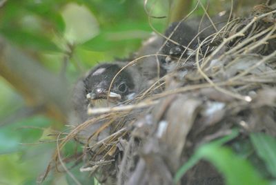 Close-up of bird on plant