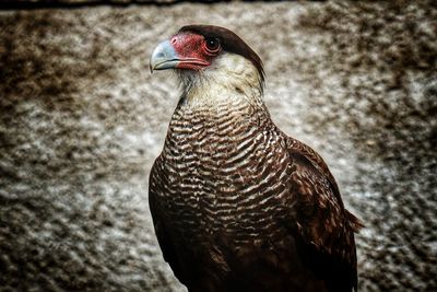 Close-up of bird