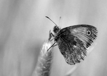 Close-up of butterfly pollinating flower