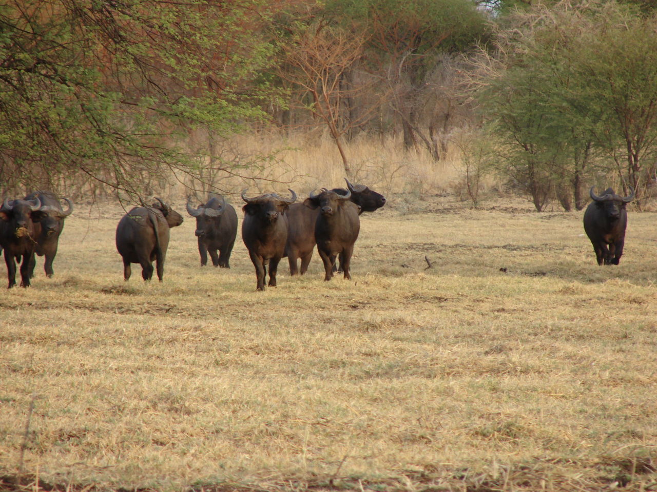 VIEW OF HORSES IN THE FIELD