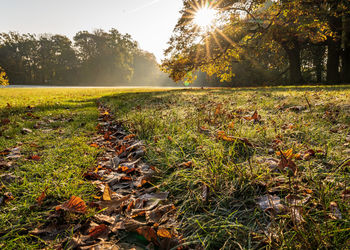 Autumn leaves on field against sky