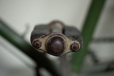 Close-up portrait of a horse