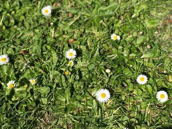 Flowers blooming in spring