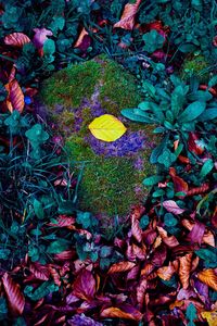 High angle view of dry leaves on field
