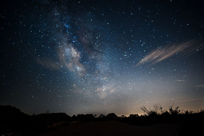 Low angle view of trees against star field at night